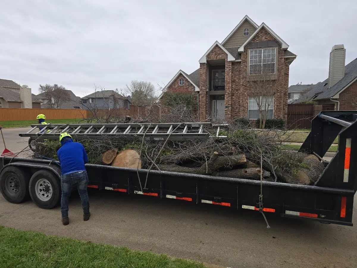 Expert Tree Removal with proper safety equipment in Burke